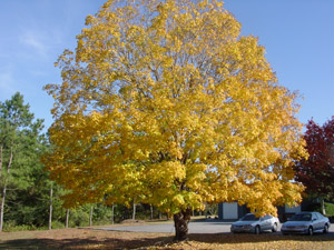 Florida or southern sugar maple tree in landscape
